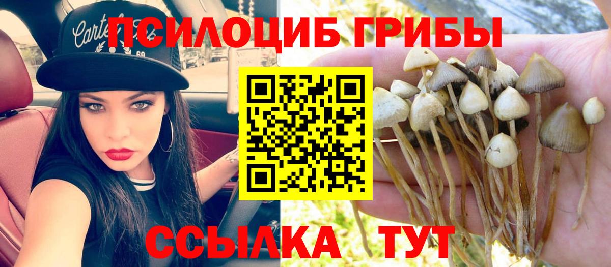 Псилоцибиновые грибы Psilocybine cubensis Кстово